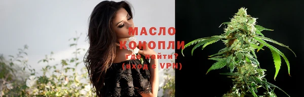 сатива Новозыбков