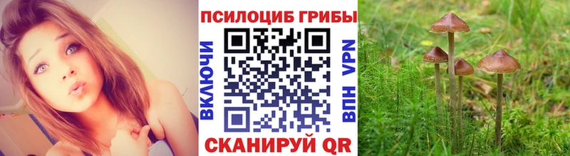 Купить закладки  Скопин  Псилоцибиновые грибы MAGIC MUSHROOMS 